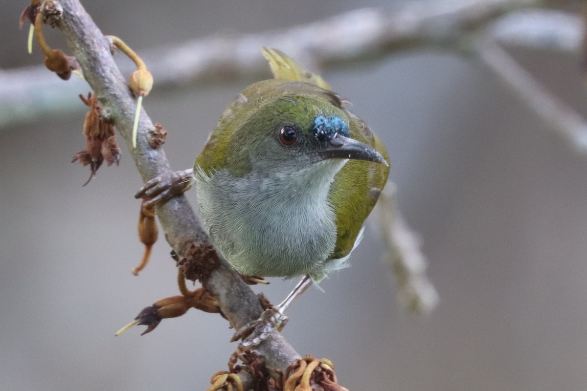 Schlichtnektarvogel - ML620586081