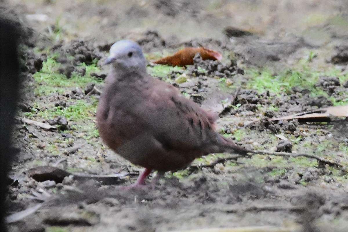 Ruddy Ground Dove - ML620586083