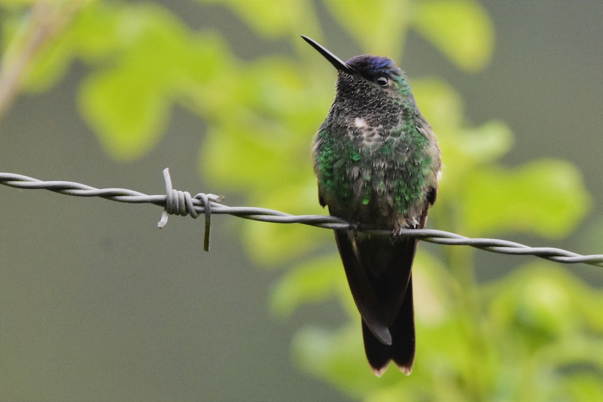 Violet-capped Woodnymph - ML620586097