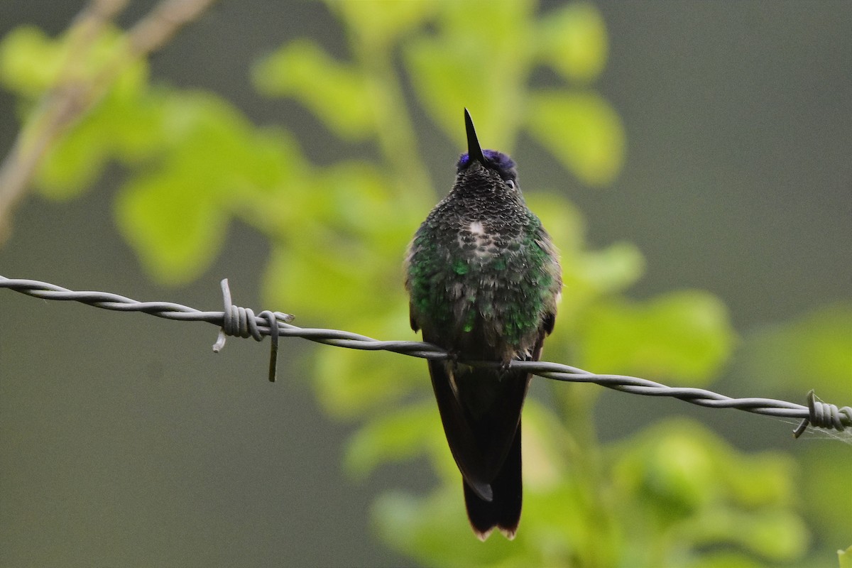 kolibřík fialovotemenný - ML620586098
