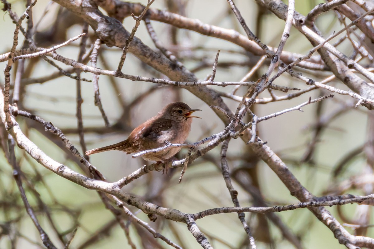 House Wren - ML620586099