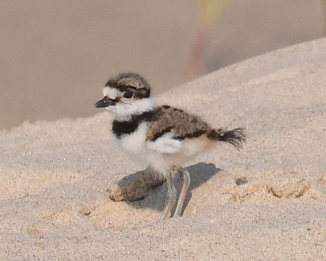 Killdeer - ML620586106