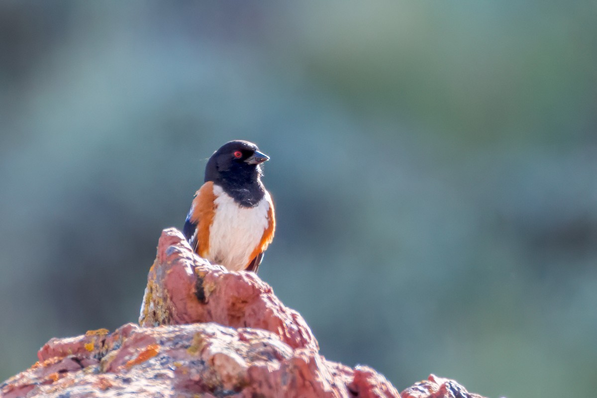 Spotted Towhee - ML620586107