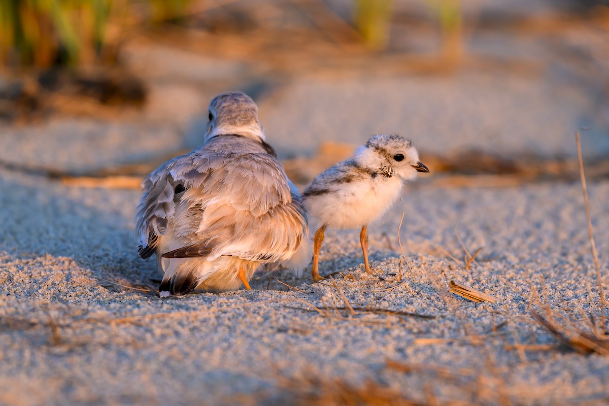 Piping Plover - ML620586109