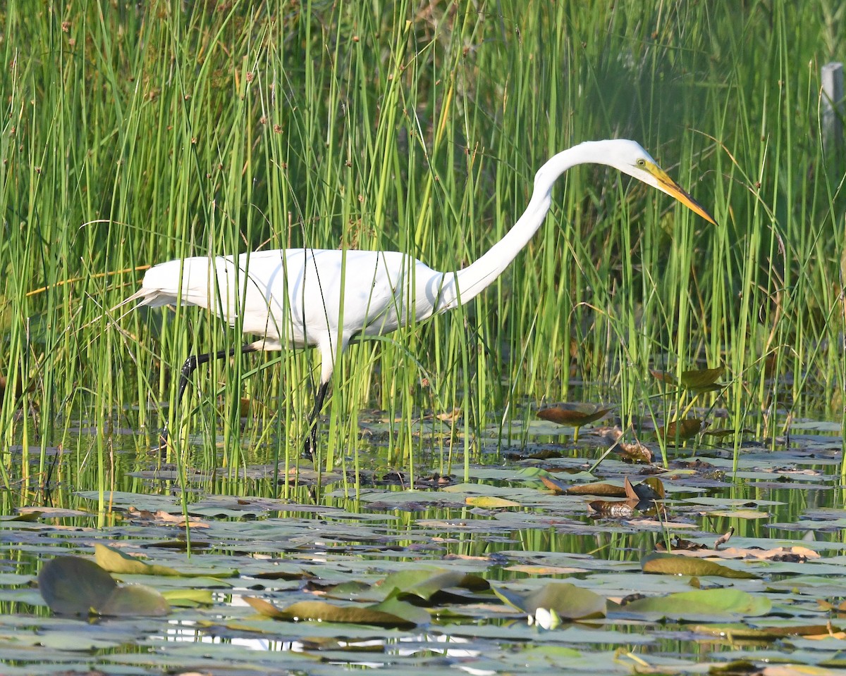 Great Egret - ML620586112