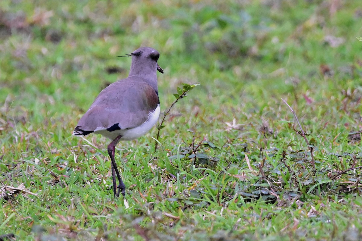 Southern Lapwing - ML620586123