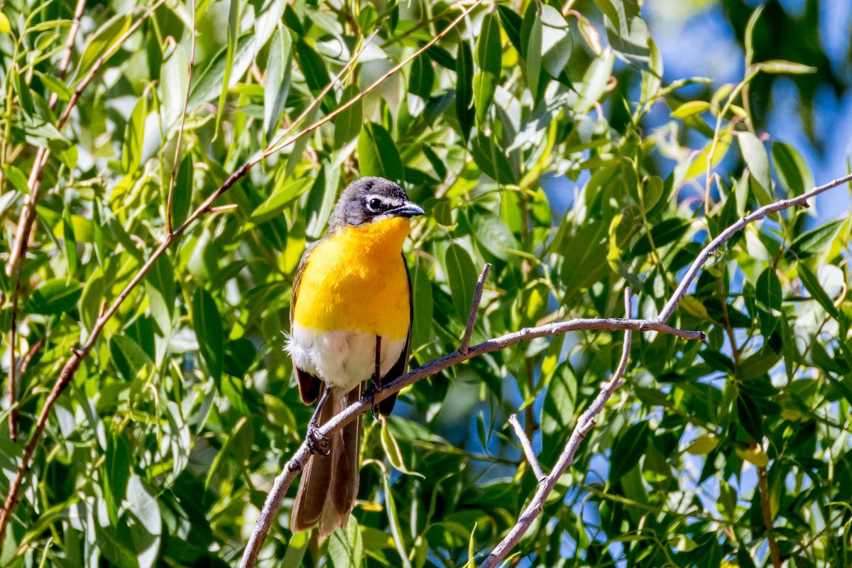 Yellow-breasted Chat - Ron Horn