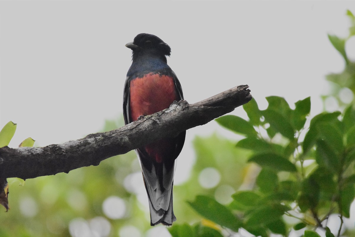 trogon surucua - ML620586131