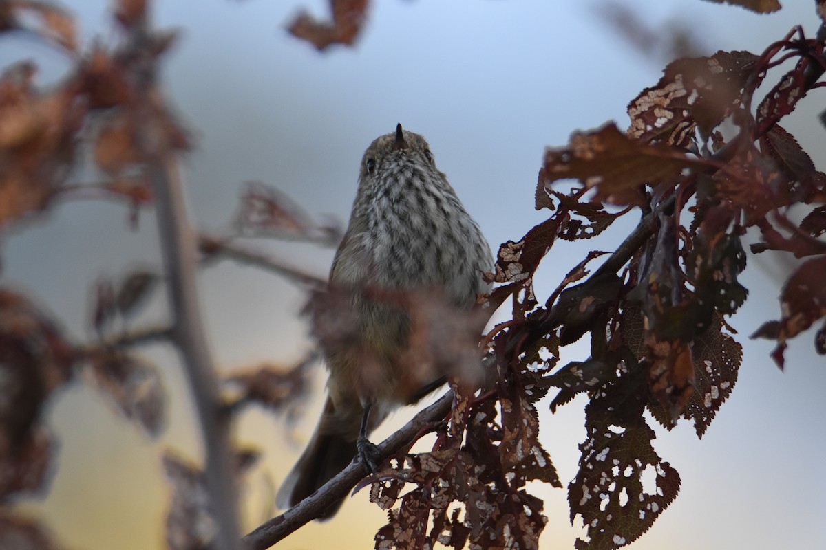 Brown Thornbill - ML620586134