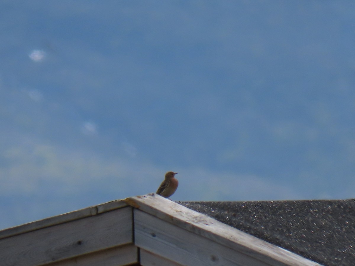Red-throated Pipit - ML620586136