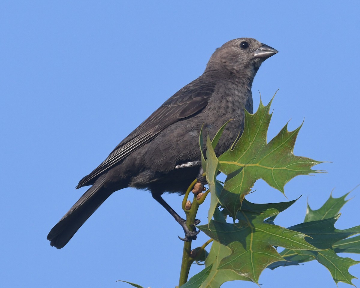 Brown-headed Cowbird - ML620586138