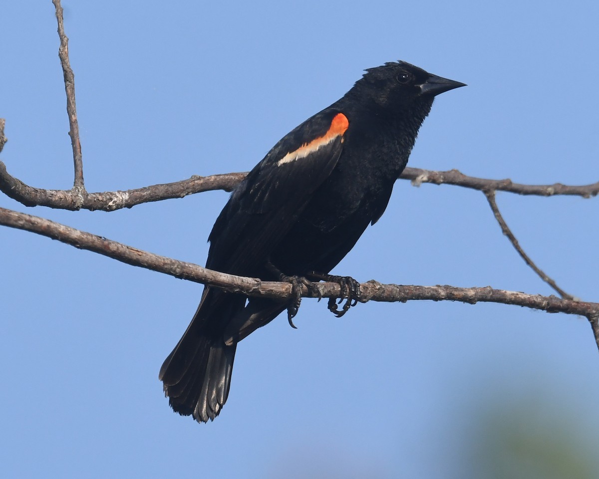 Red-winged Blackbird - ML620586141