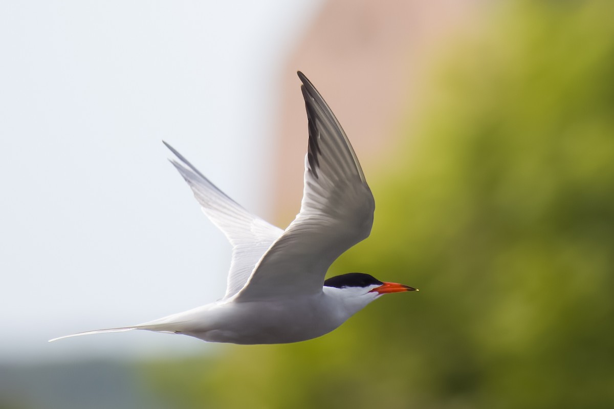 Common Tern - ML620586150