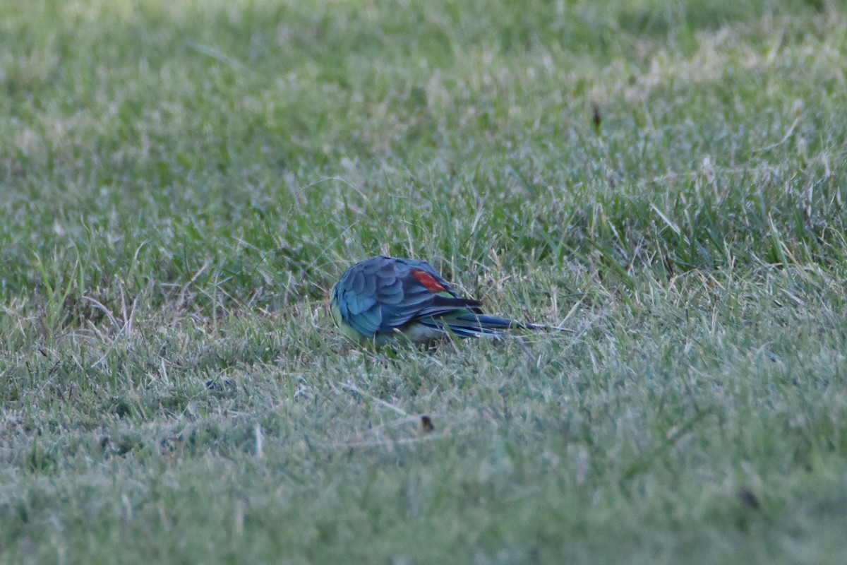 Red-rumped Parrot - ML620586152