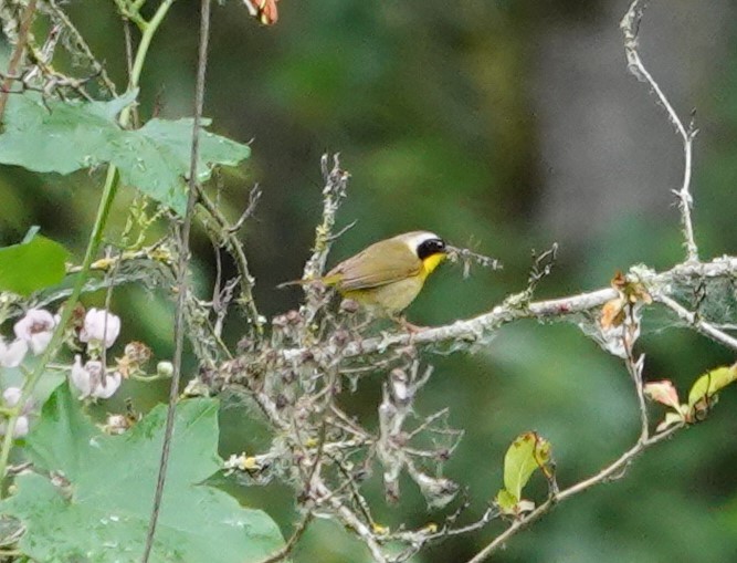 Common Yellowthroat - ML620586153