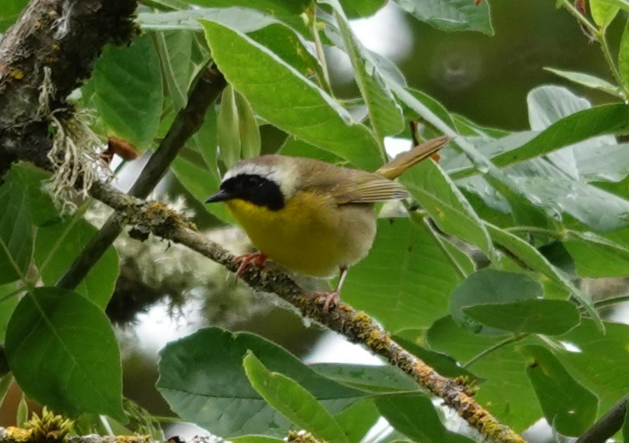 Common Yellowthroat - ML620586154