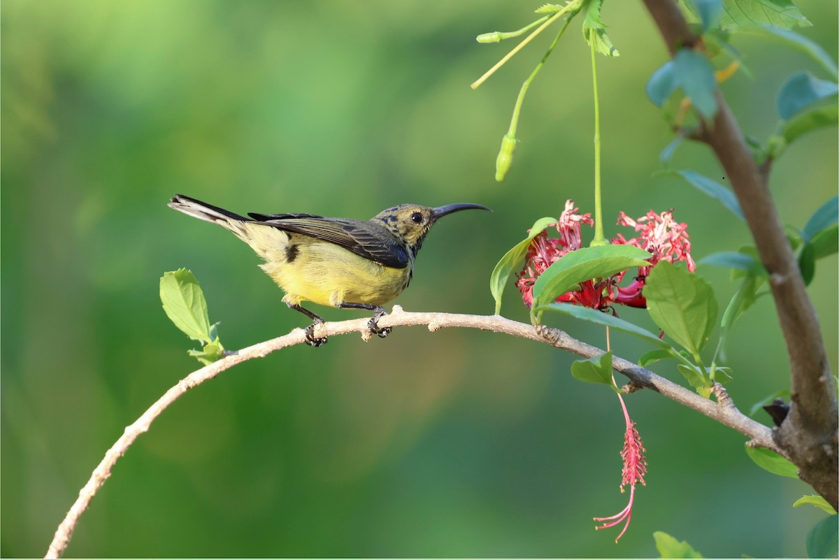 Souimanga Sunbird - ML620586157