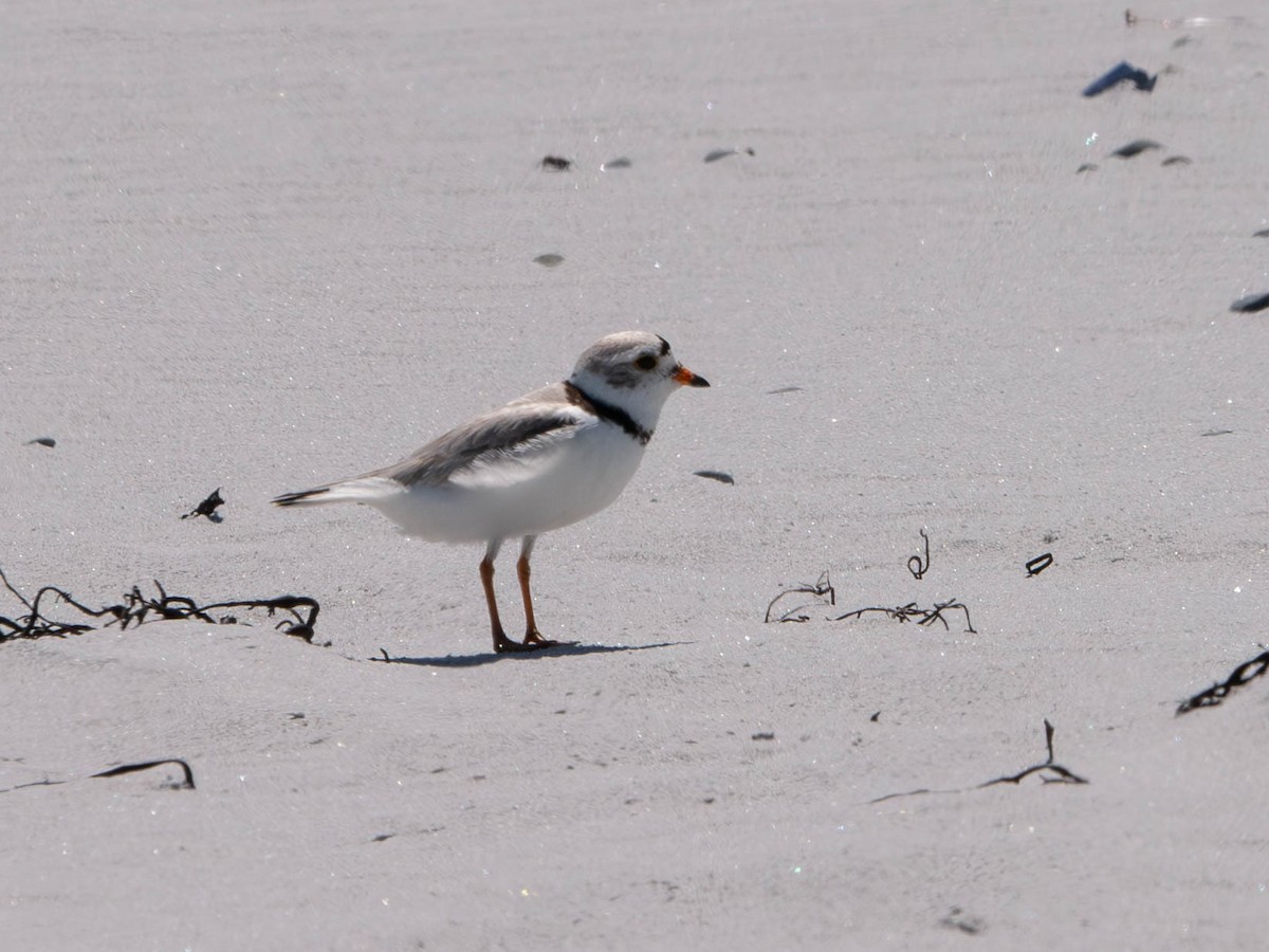 Piping Plover - ML620586161