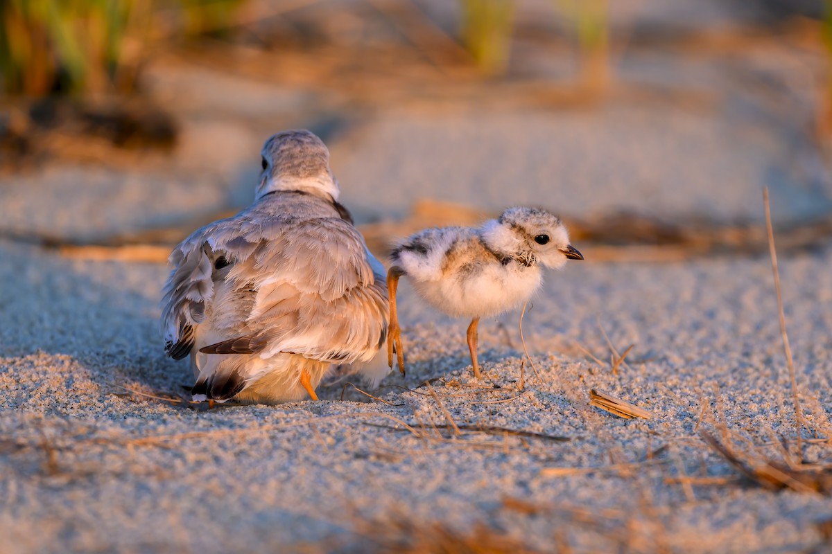 Piping Plover - ML620586163
