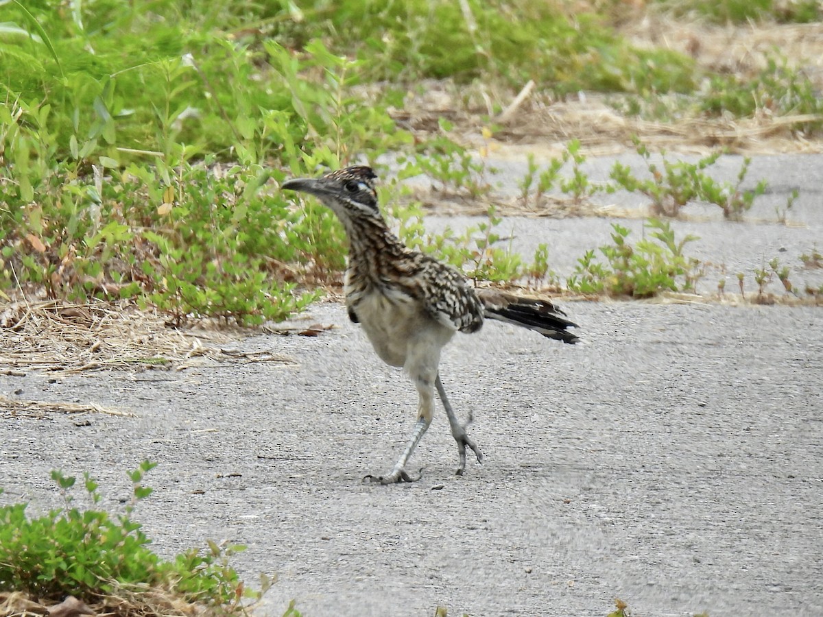 オオミチバシリ - ML620586168