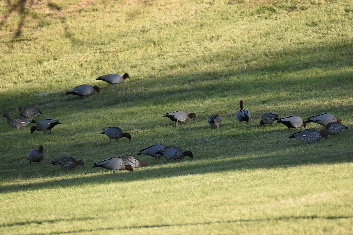 Maned Duck - ML620586170