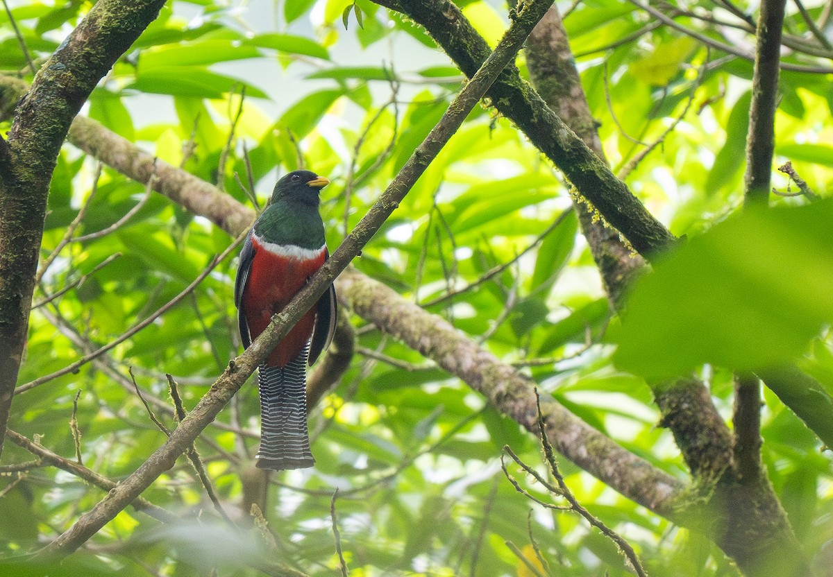 Collared Trogon - ML620586174