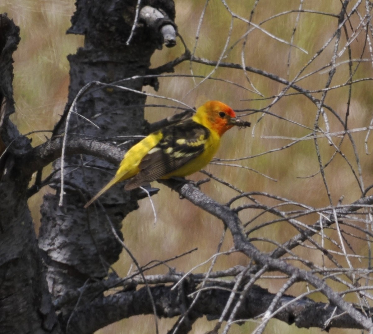 Western Tanager - ML620586176