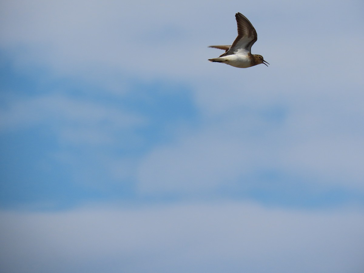 Temminck's Stint - ML620586177