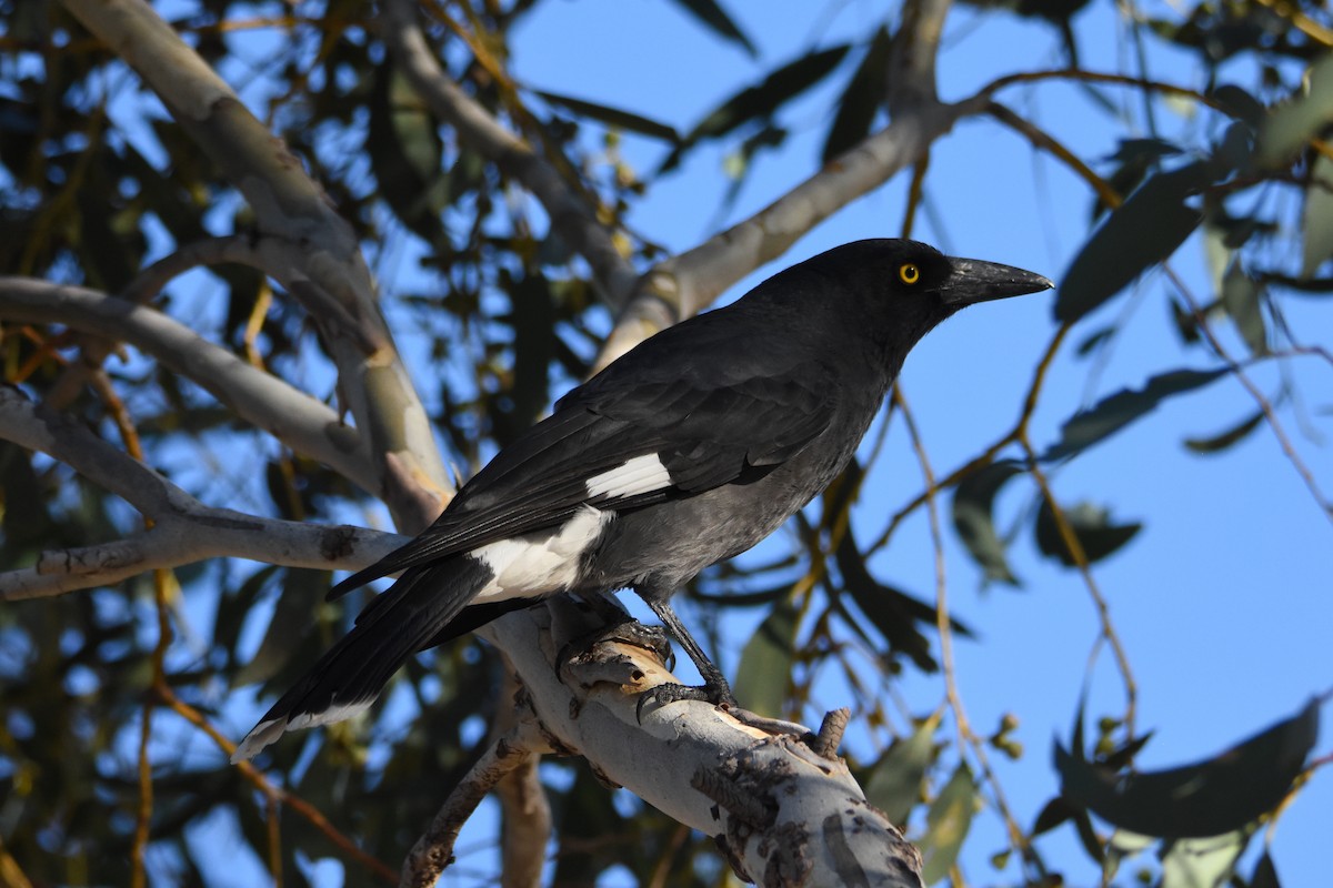 Pied Currawong - ML620586188