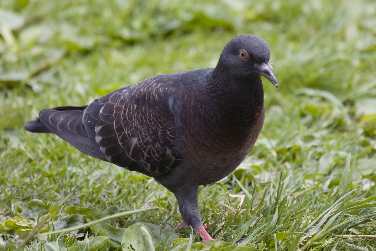 Rock Pigeon (Feral Pigeon) - ML620586197