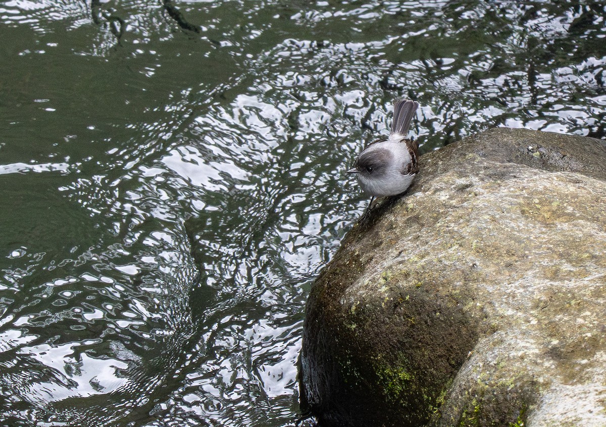 Torrent Tyrannulet - ML620586207