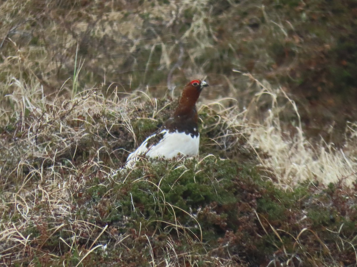 Willow Ptarmigan - ML620586220