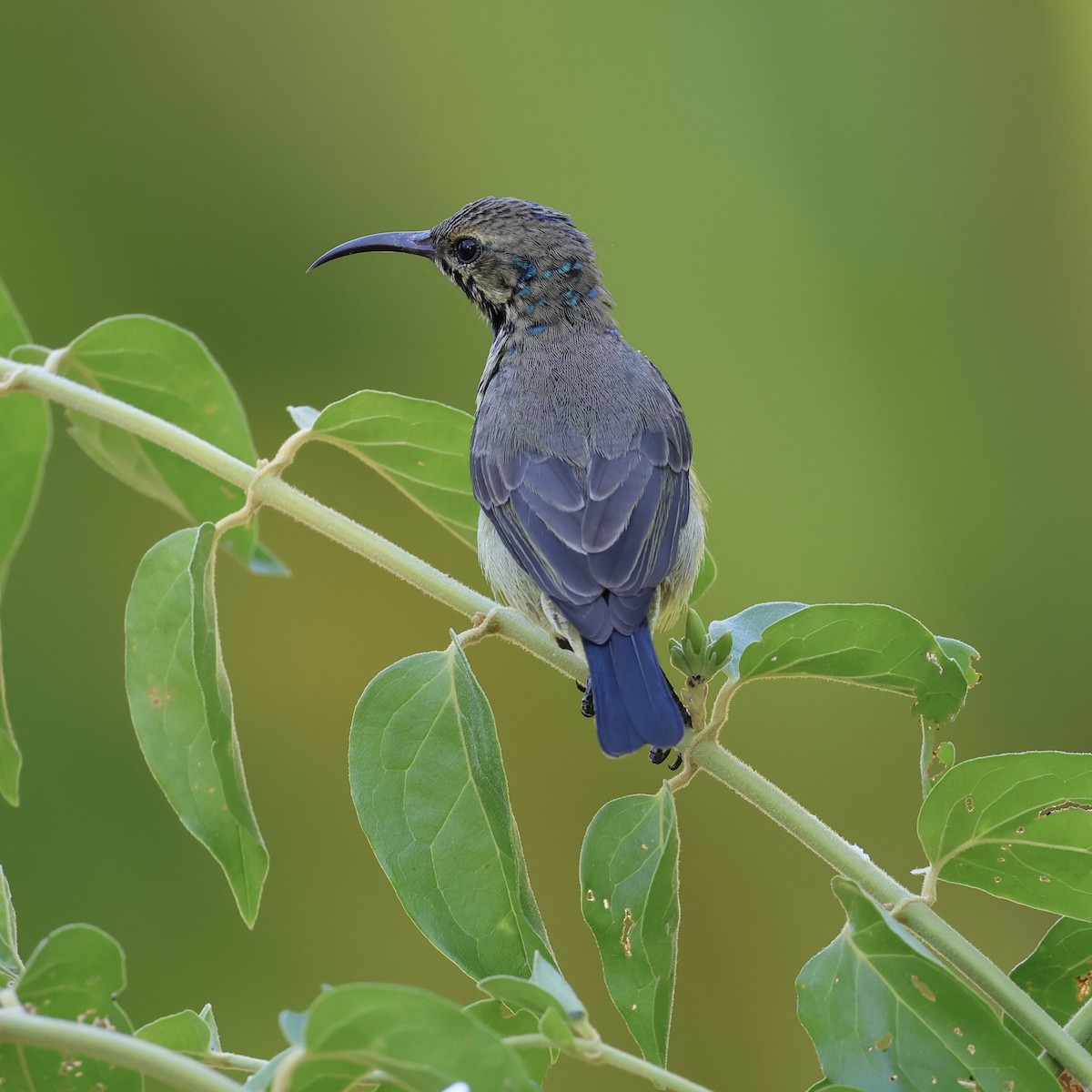 Souimanga Sunbird - Michael Pazzani