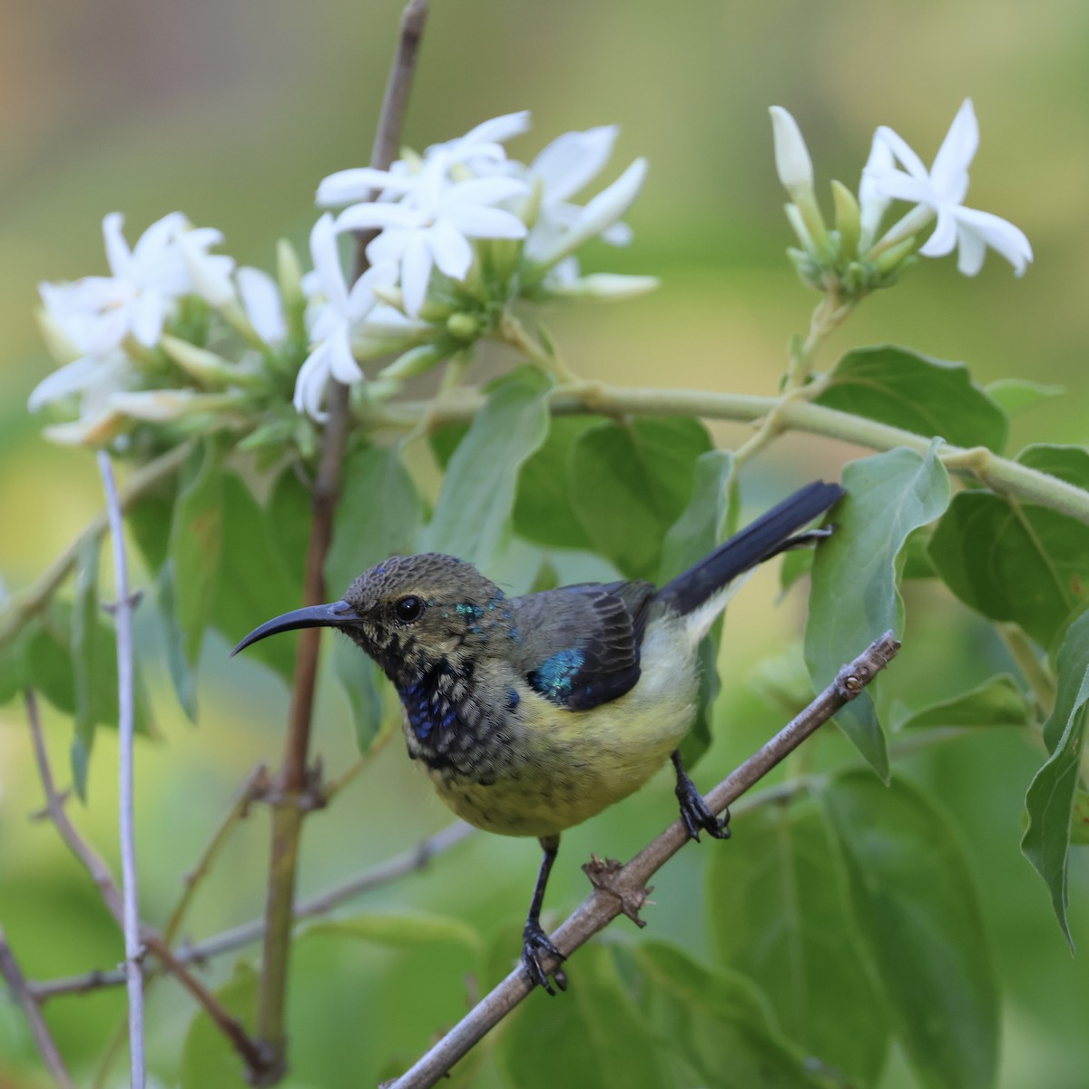 Souimanga Sunbird - ML620586222