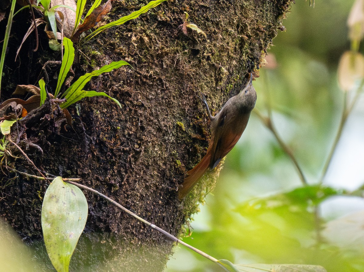 Olivaceous Woodcreeper - ML620586229