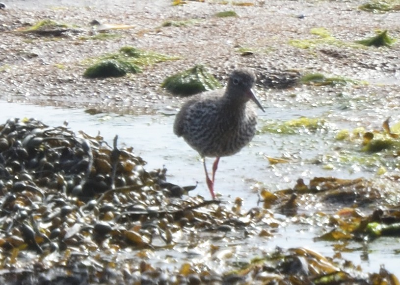 Spotted Redshank - ML620586230