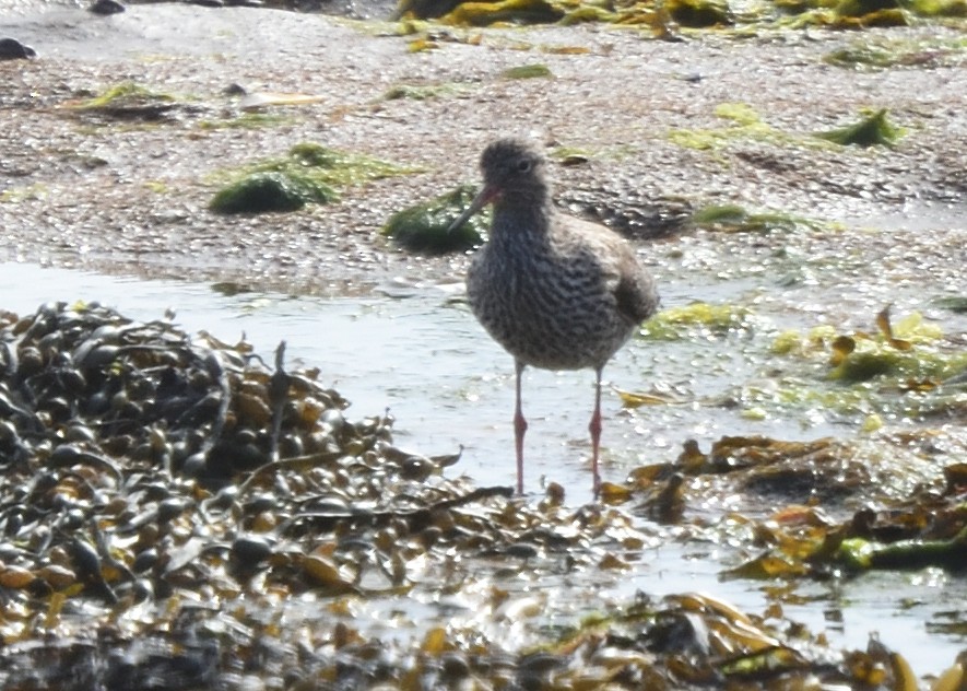 Spotted Redshank - Guy Babineau