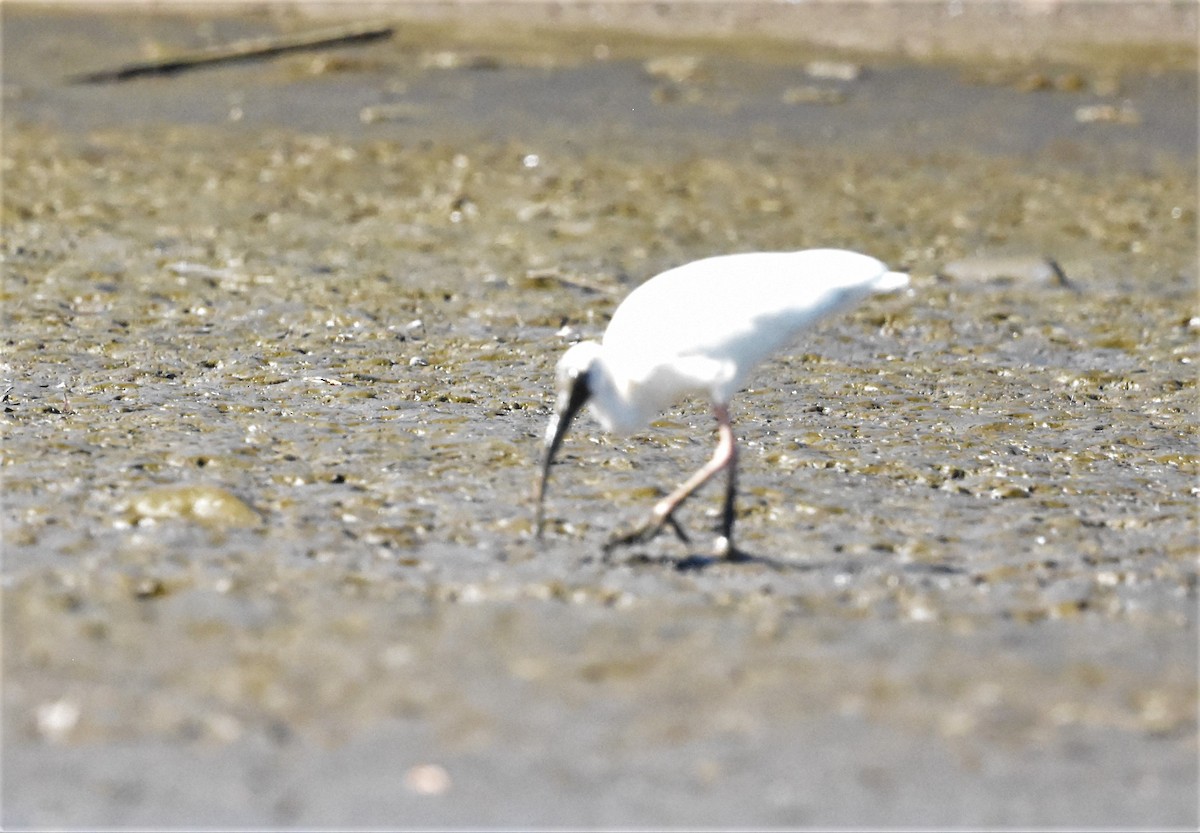 White Ibis - ML620586235