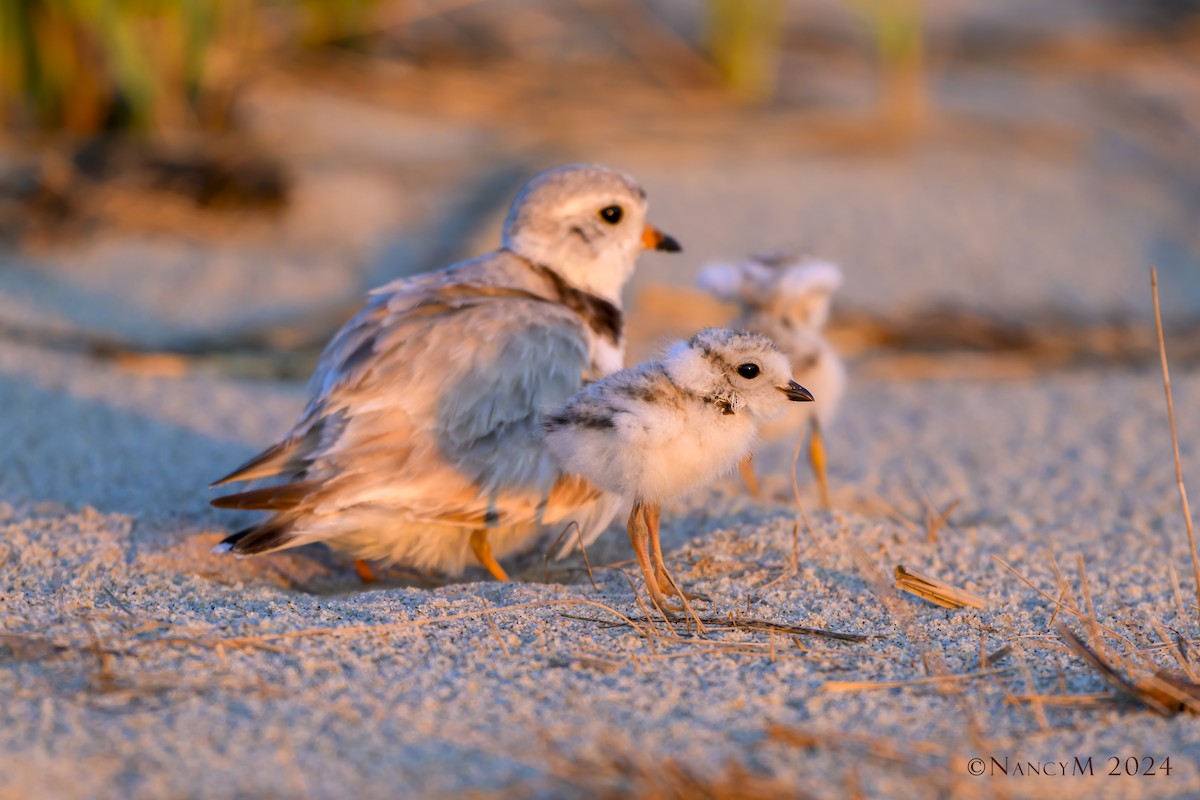 Piping Plover - ML620586247