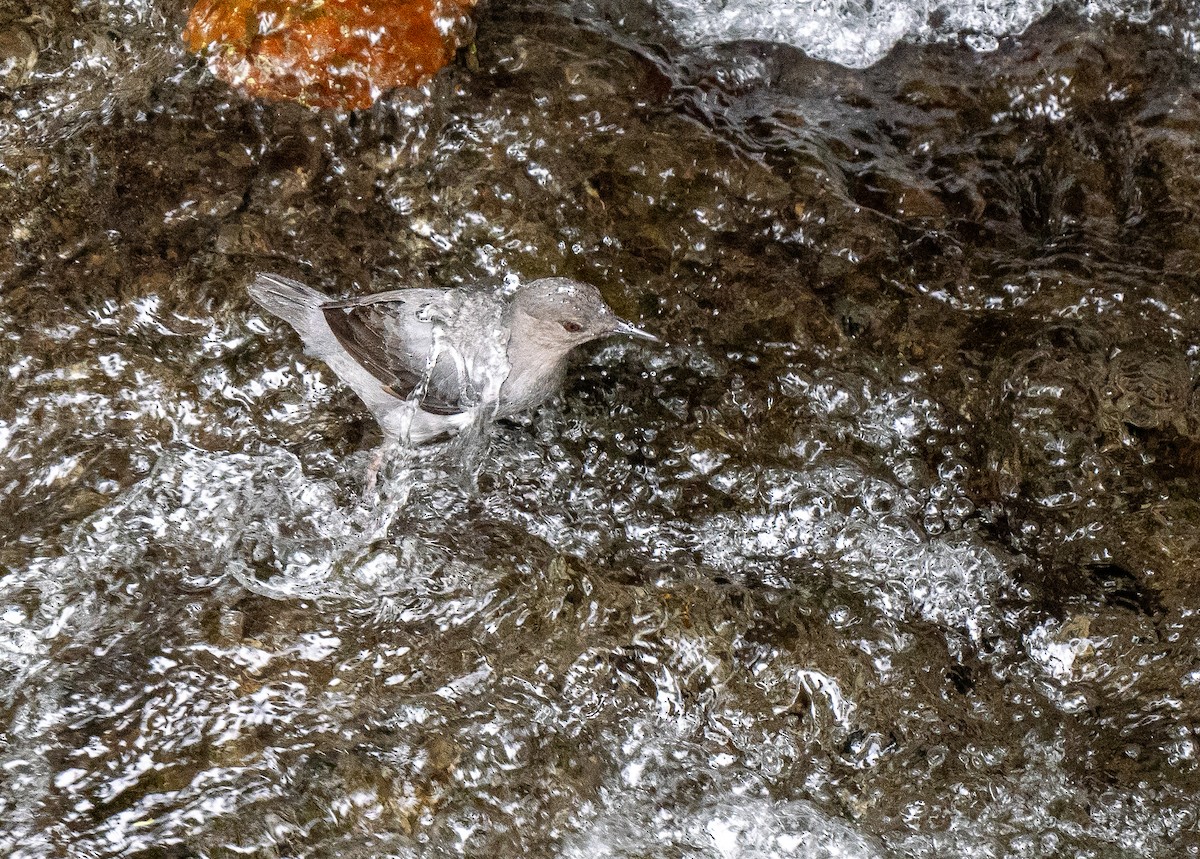 American Dipper - Forest Botial-Jarvis