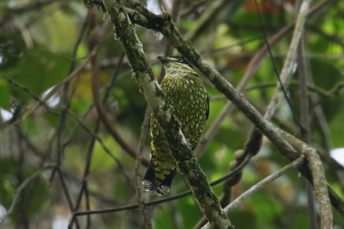 Cotinga écaillé - ML620586254