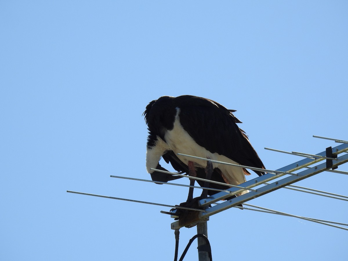 Straw-necked Ibis - ML620586259