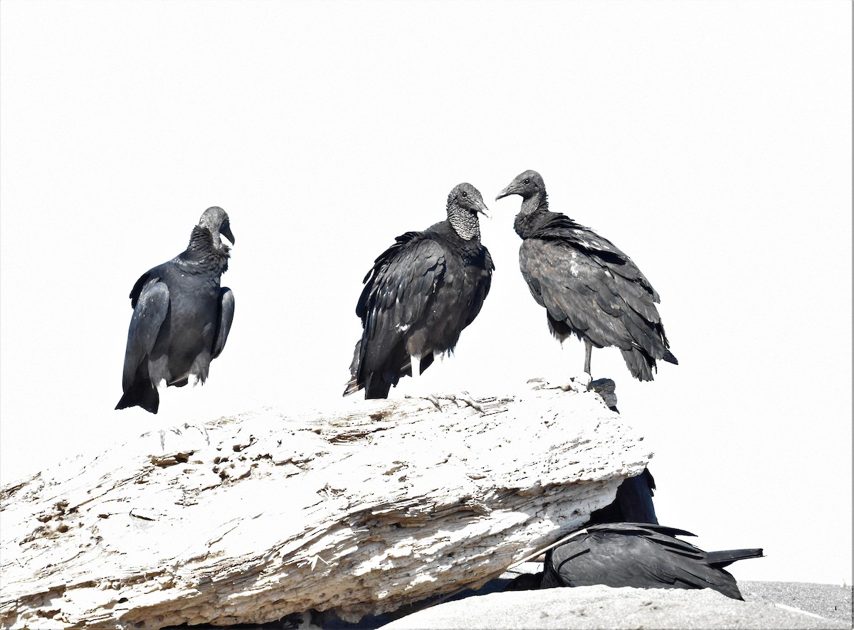 Black Vulture - ML620586261