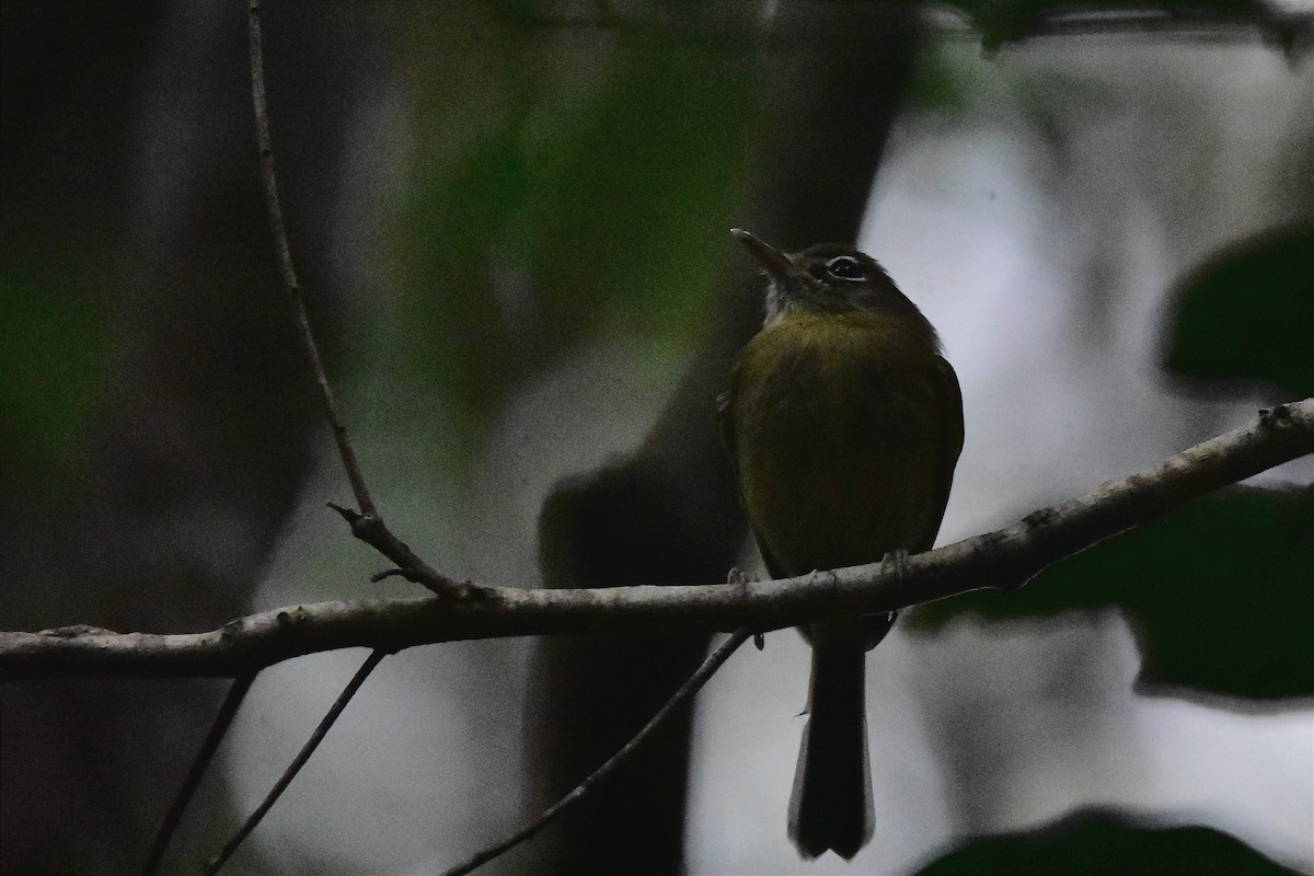 Eye-ringed Tody-Tyrant - ML620586267