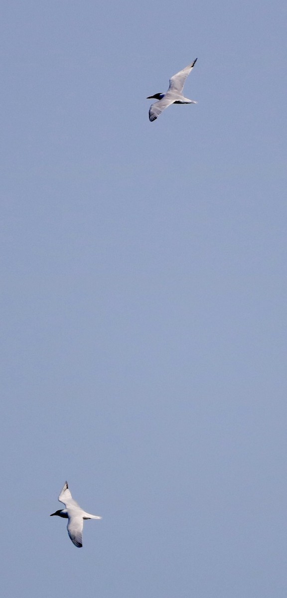裏海燕鷗 - ML620586282