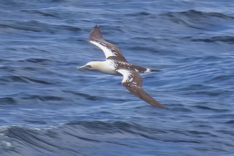 Northern Gannet - ML620586286