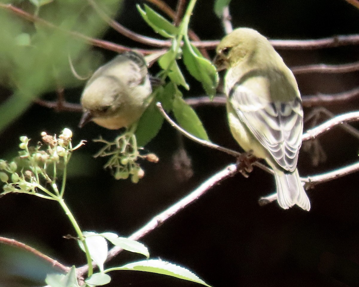 Lesser Goldfinch - ML620586300