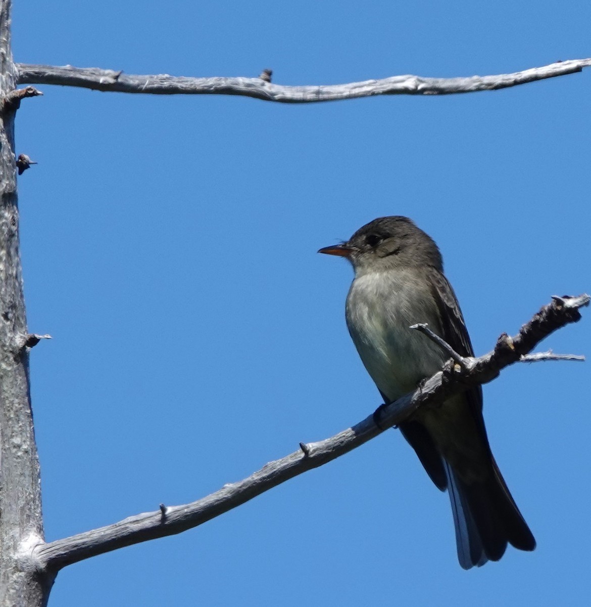 Eastern Wood-Pewee - ML620586303