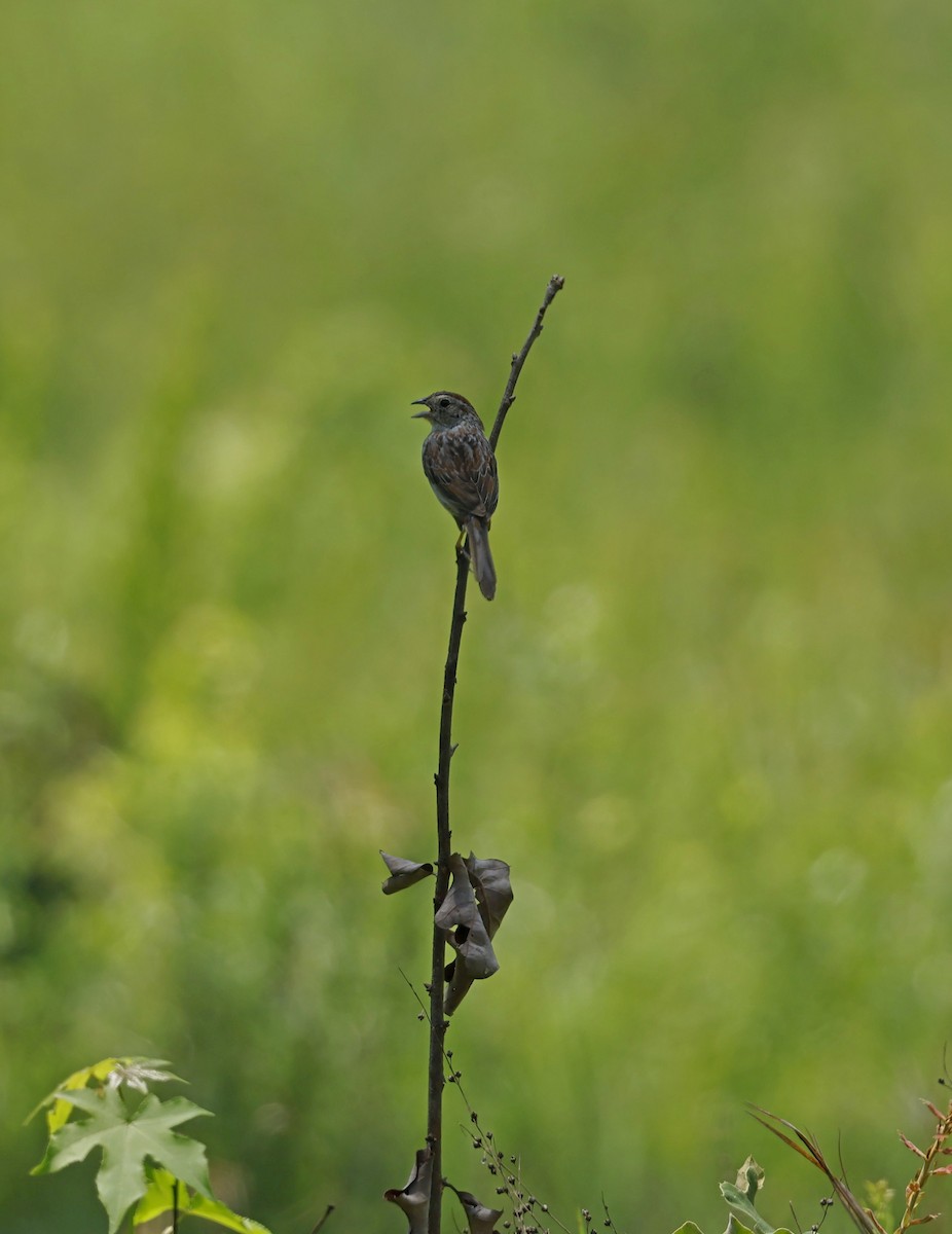 Bachman's Sparrow - ML620586304