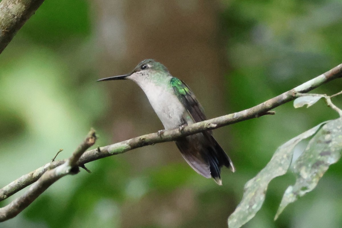 kolibřík fialovotemenný - ML620586306